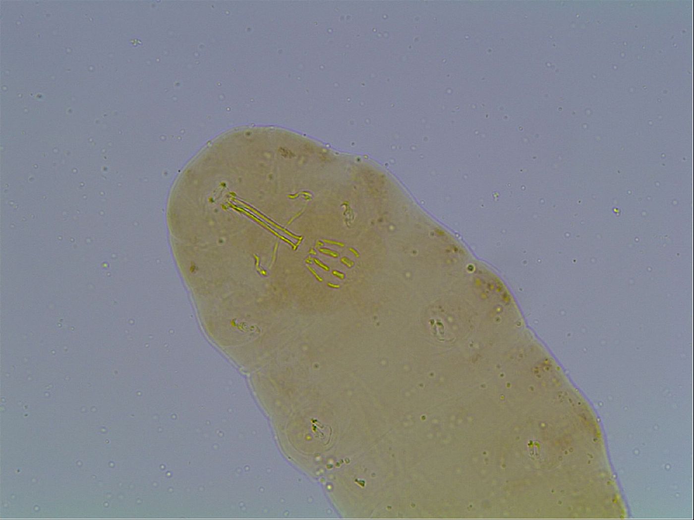 Macrobiotus anderssoni image