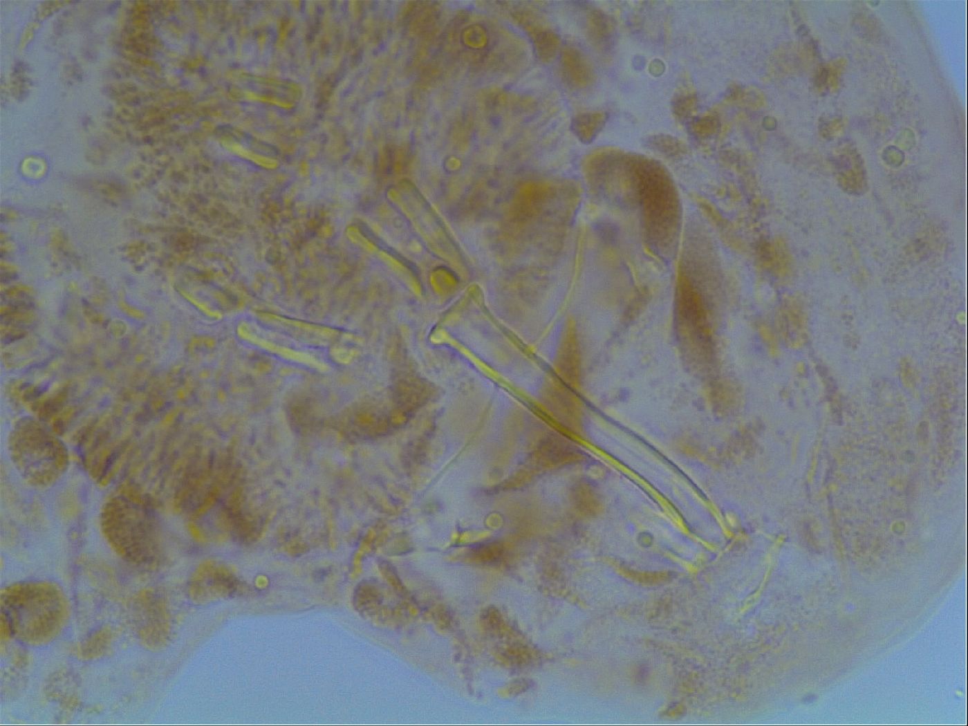 Macrobiotus anderssoni image