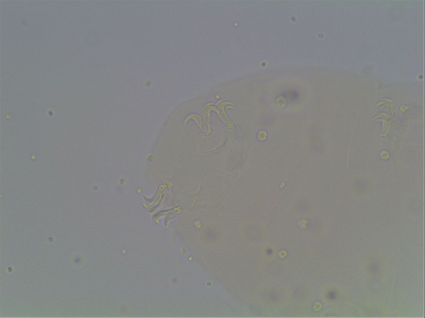 Macrobiotus anderssoni image