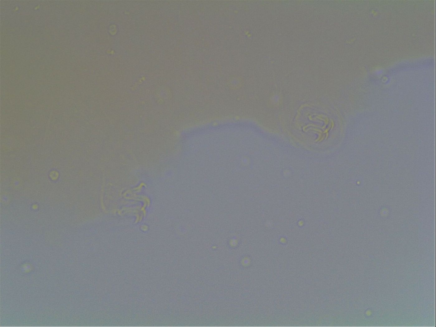 Macrobiotus anderssoni image