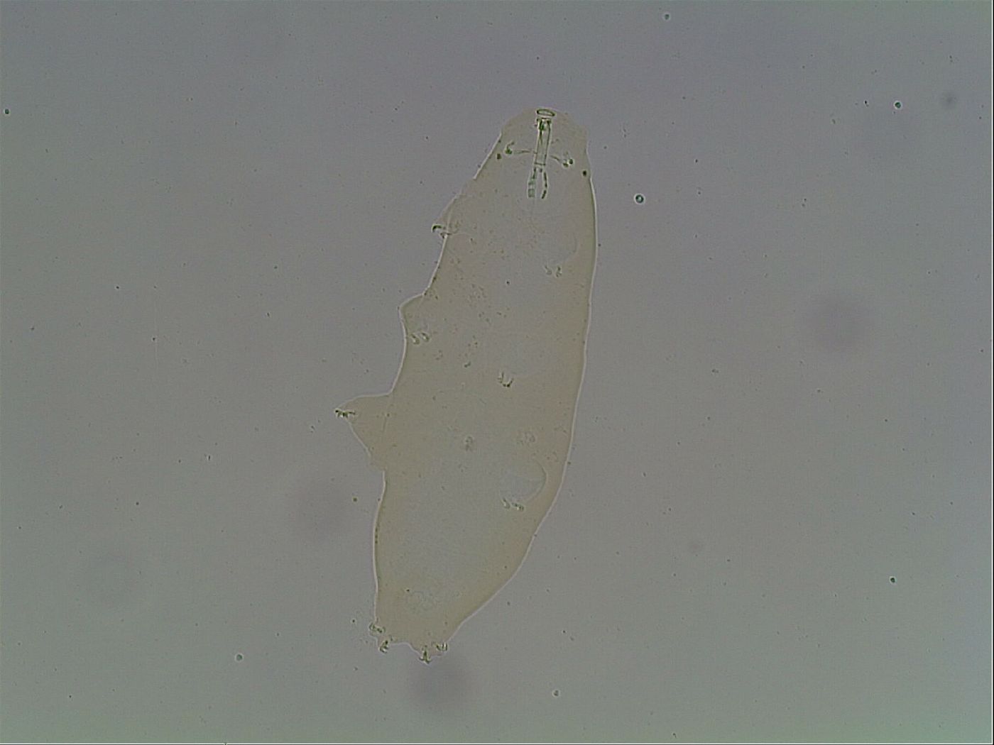 Macrobiotus anderssoni image