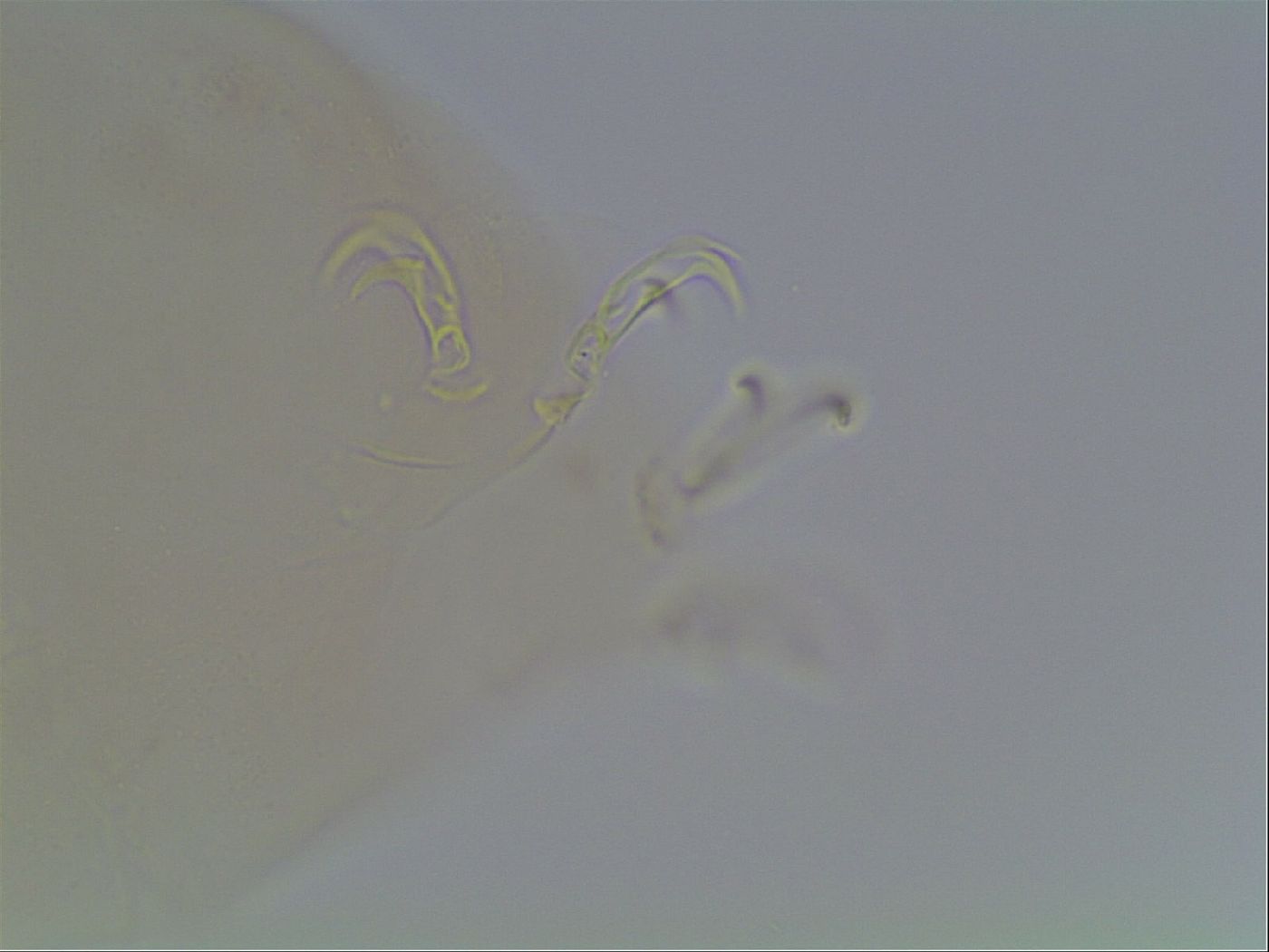 Paramacrobiotus areolatus image
