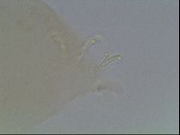 Paramacrobiotus areolatus image
