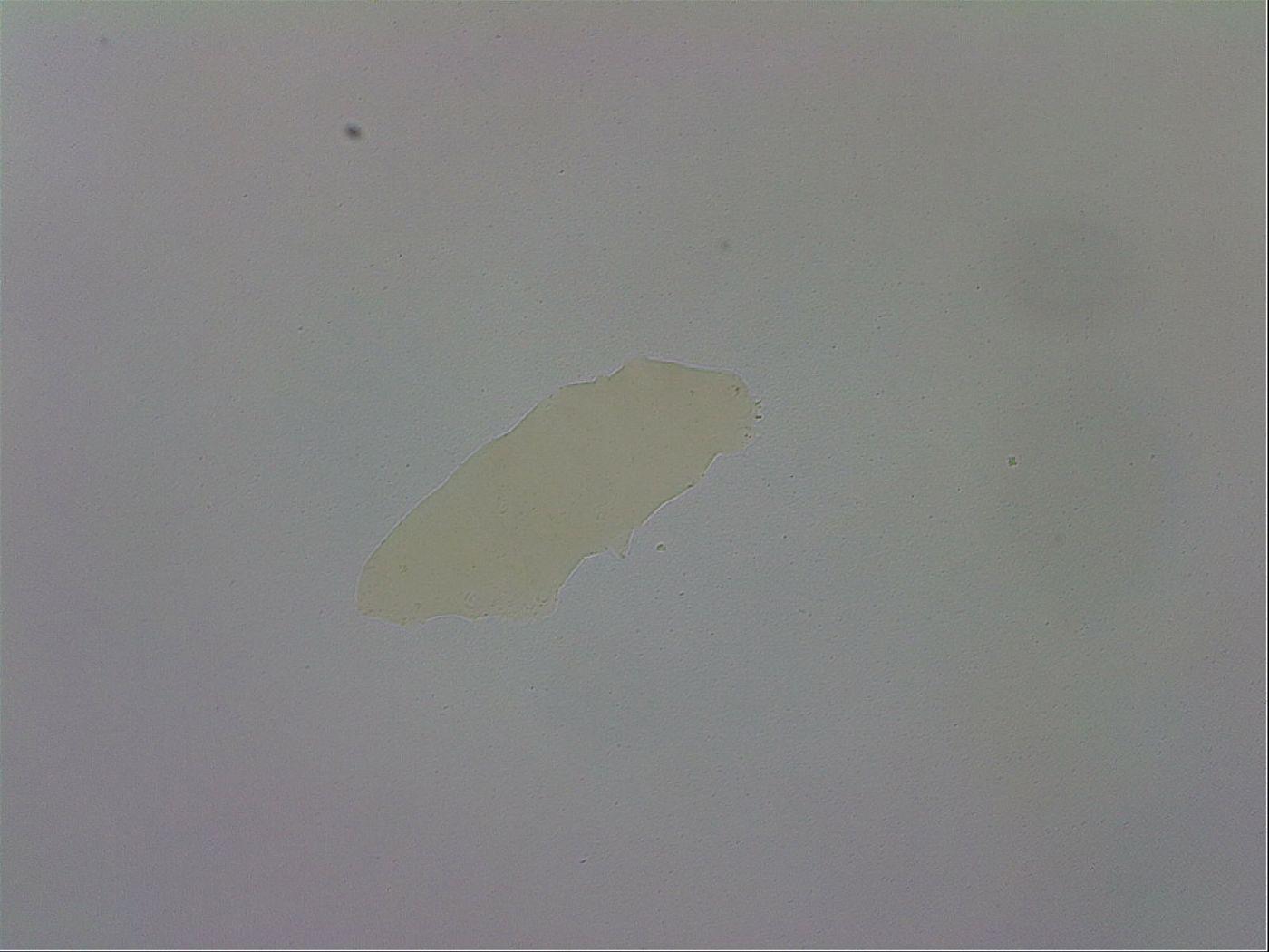 Minibiotus aculeatus image