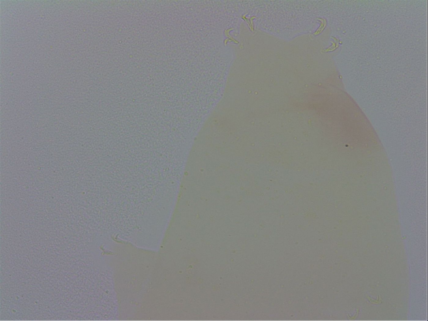 Minibiotus aculeatus image