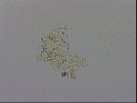 Minibiotus aculeatus image
