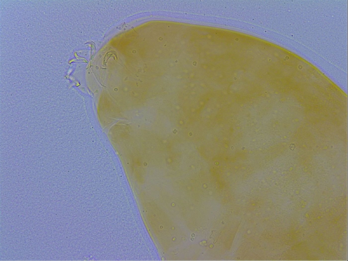Minibiotus aculeatus image