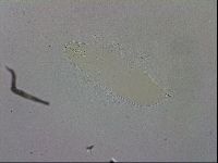 Minibiotus aculeatus image