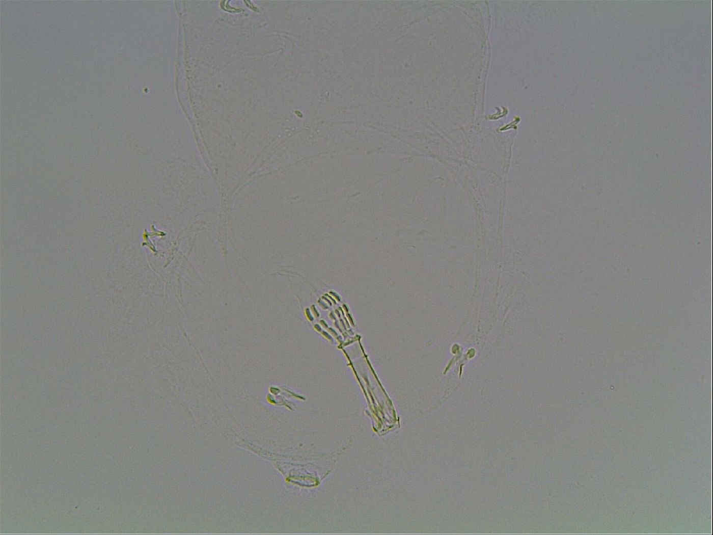 Paramacrobiotus areolatus image