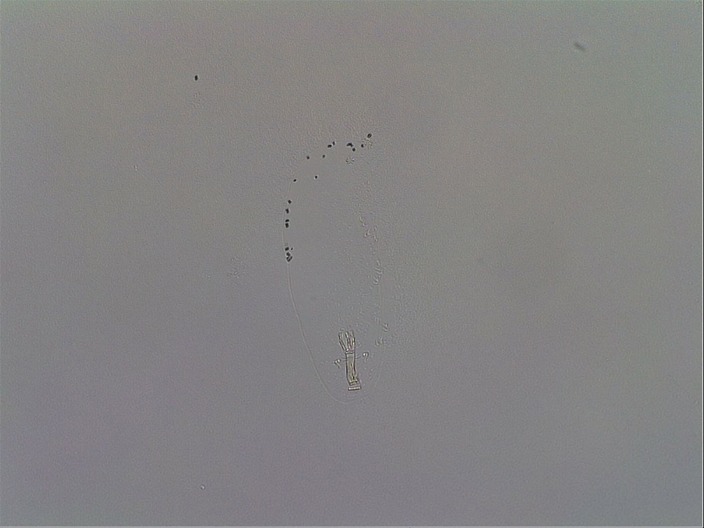 Paramacrobiotus image