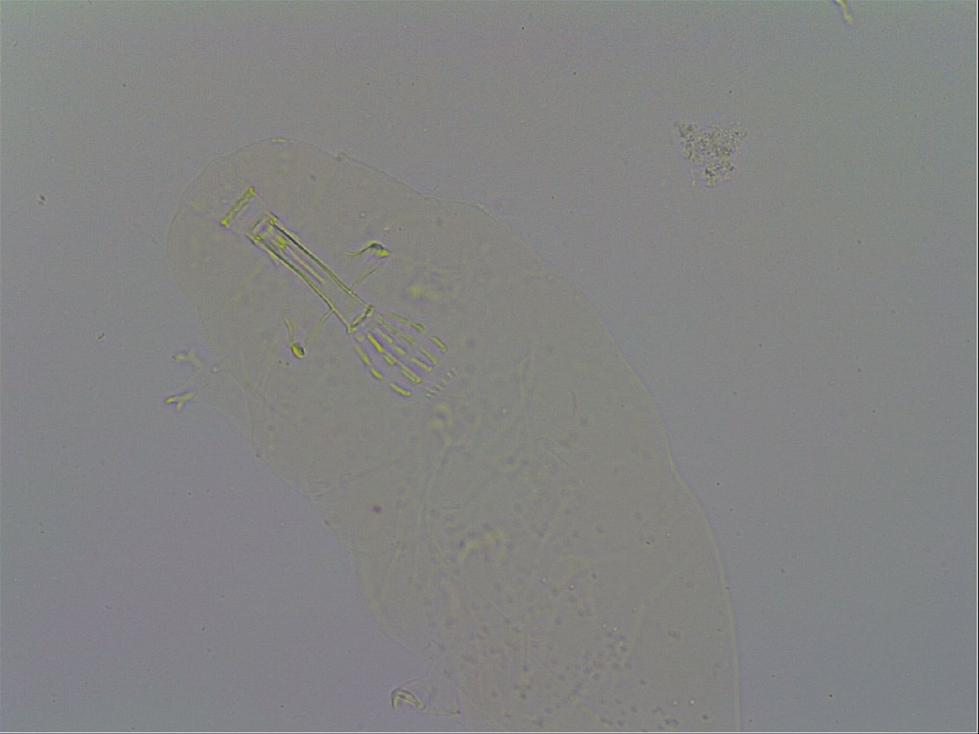 Paramacrobiotus image