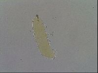 Paramacrobiotus areolatus image