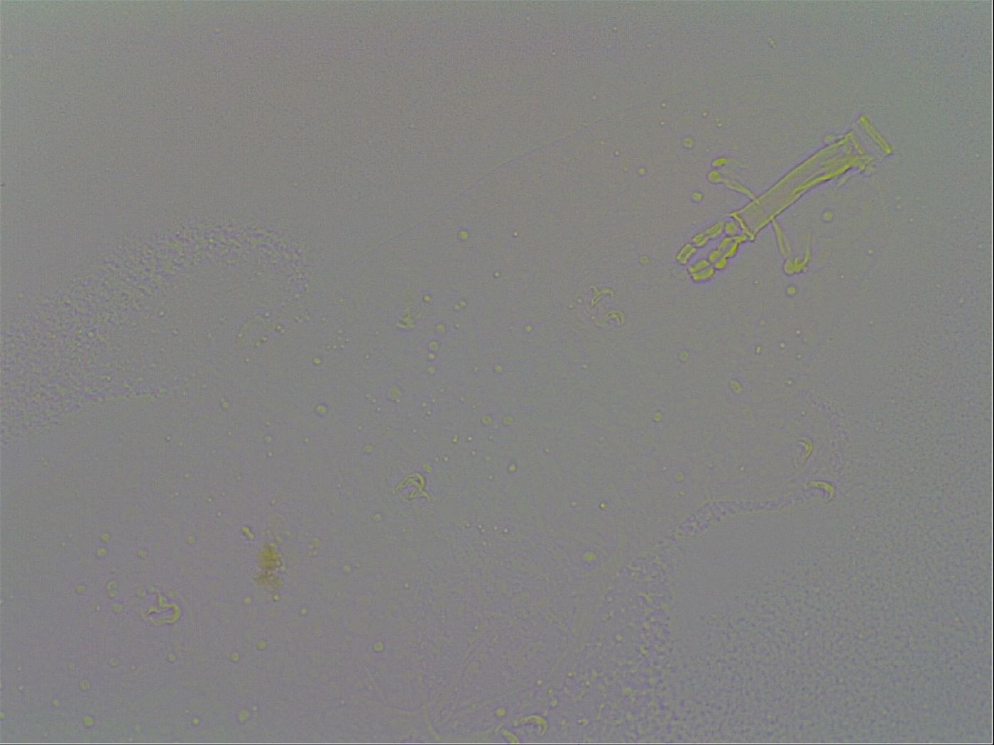 Paramacrobiotus areolatus image