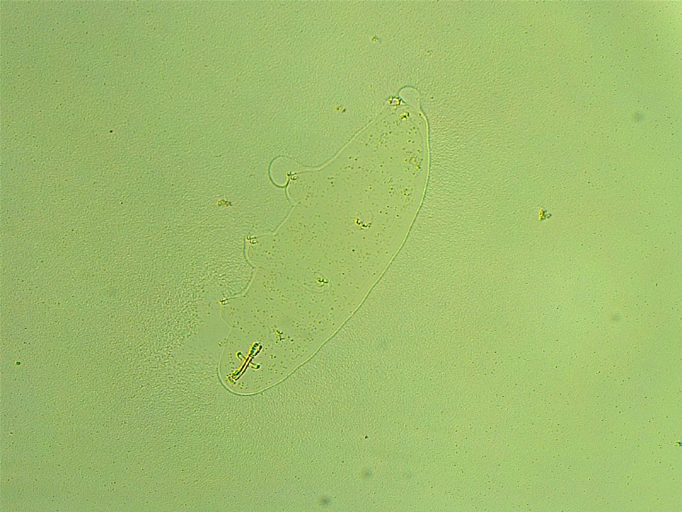 Paramacrobiotus areolatus image