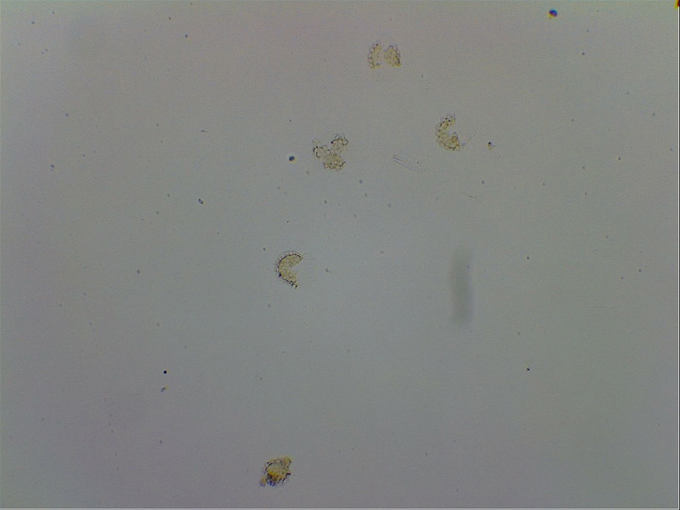 Paramacrobiotus areolatus image