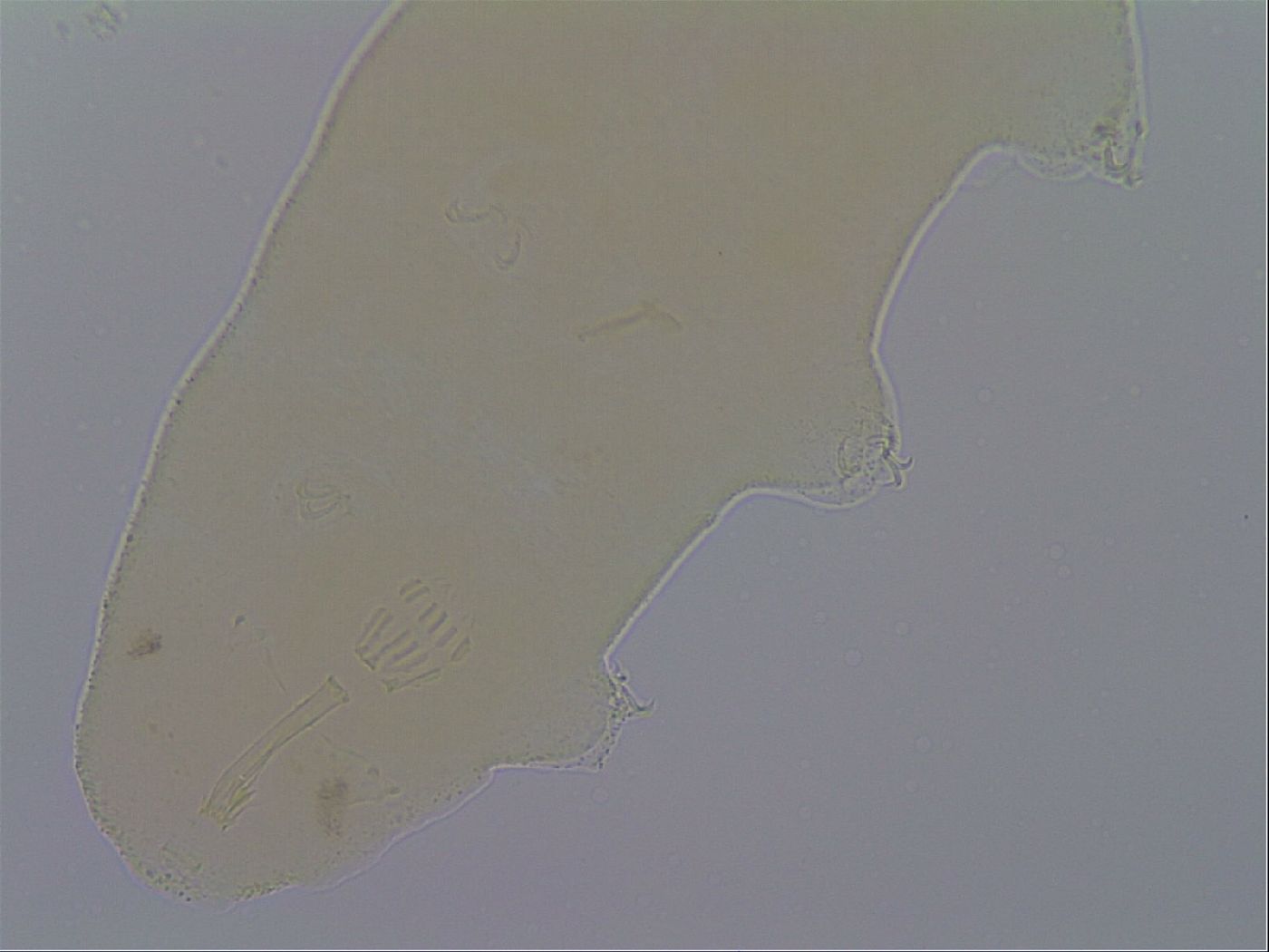 Macrobiotus echinogenitus image