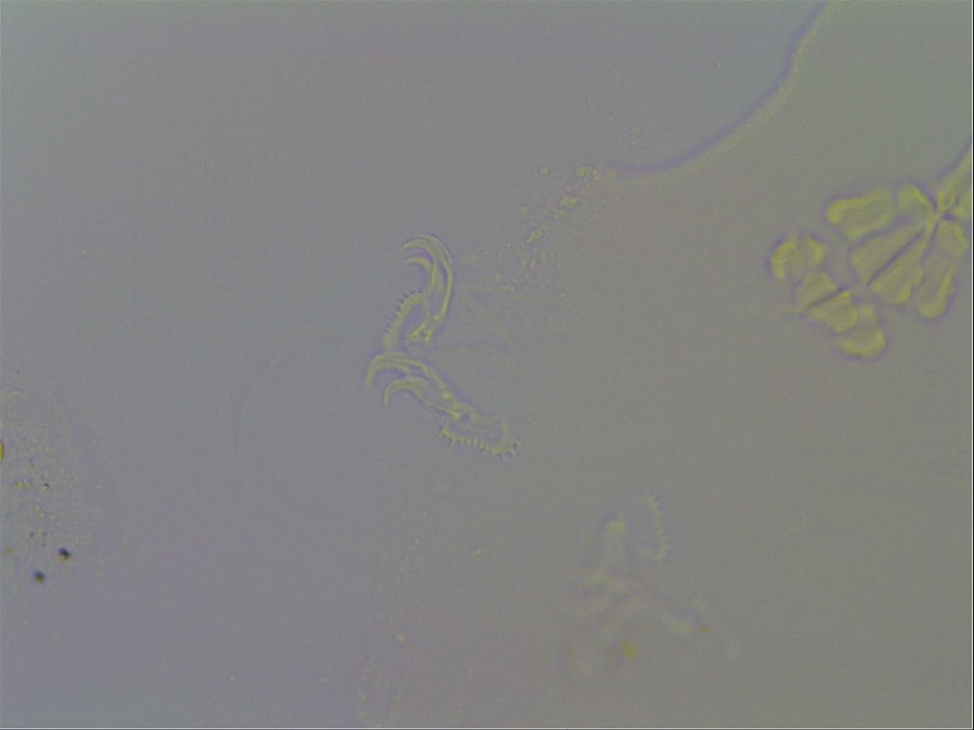 Richtersius coronifer image