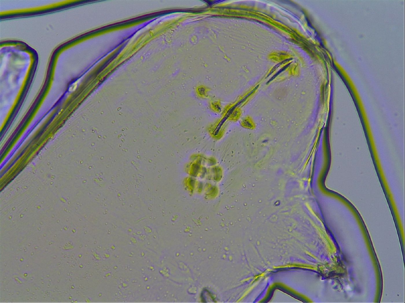 Richtersius coronifer image