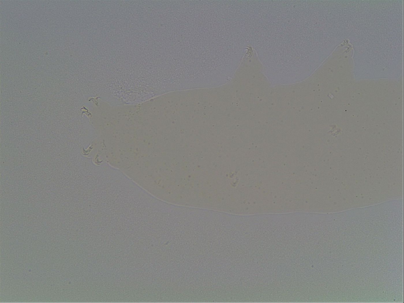 Mesobiotus furciger image