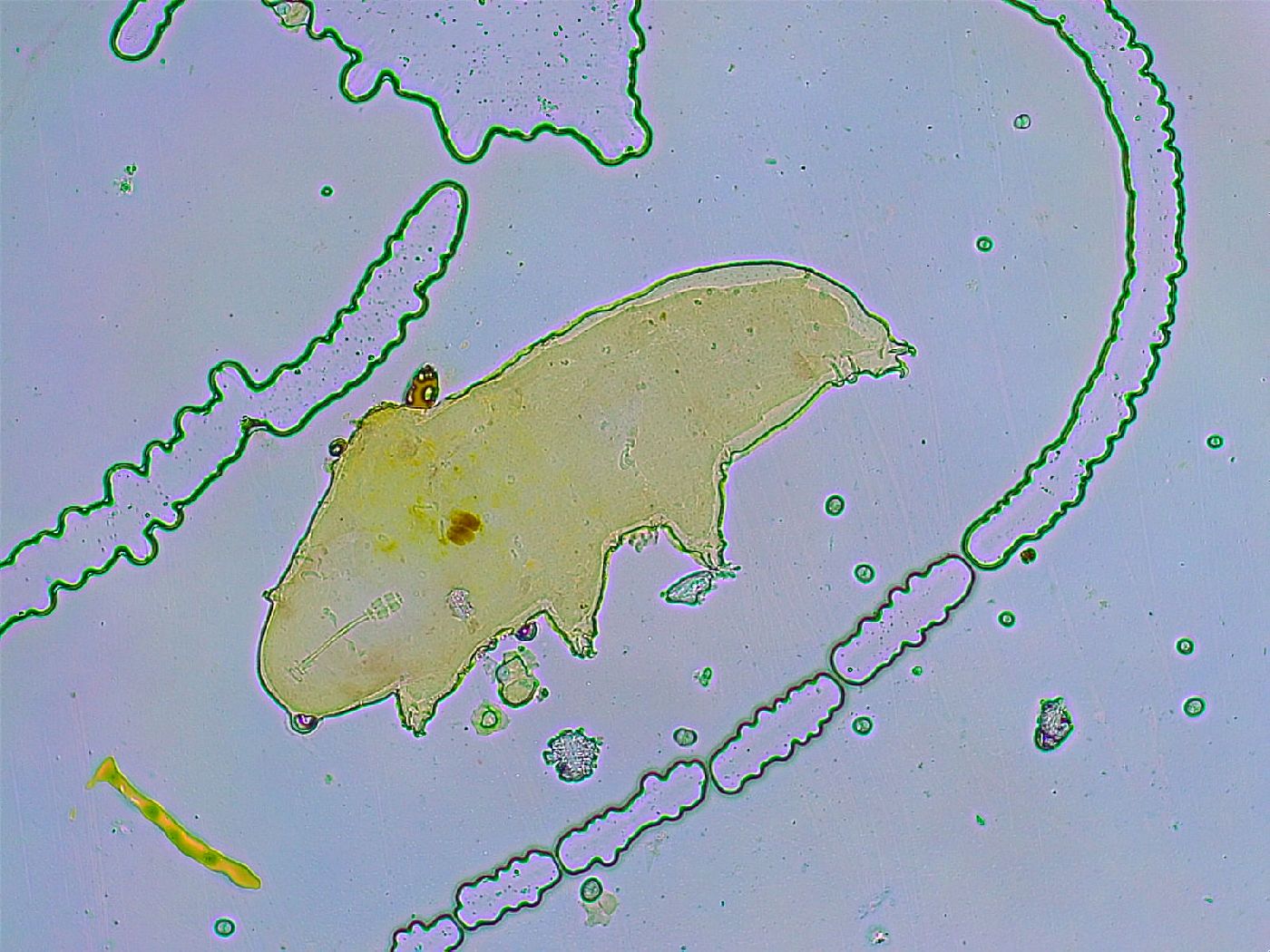 Adorybiotus image