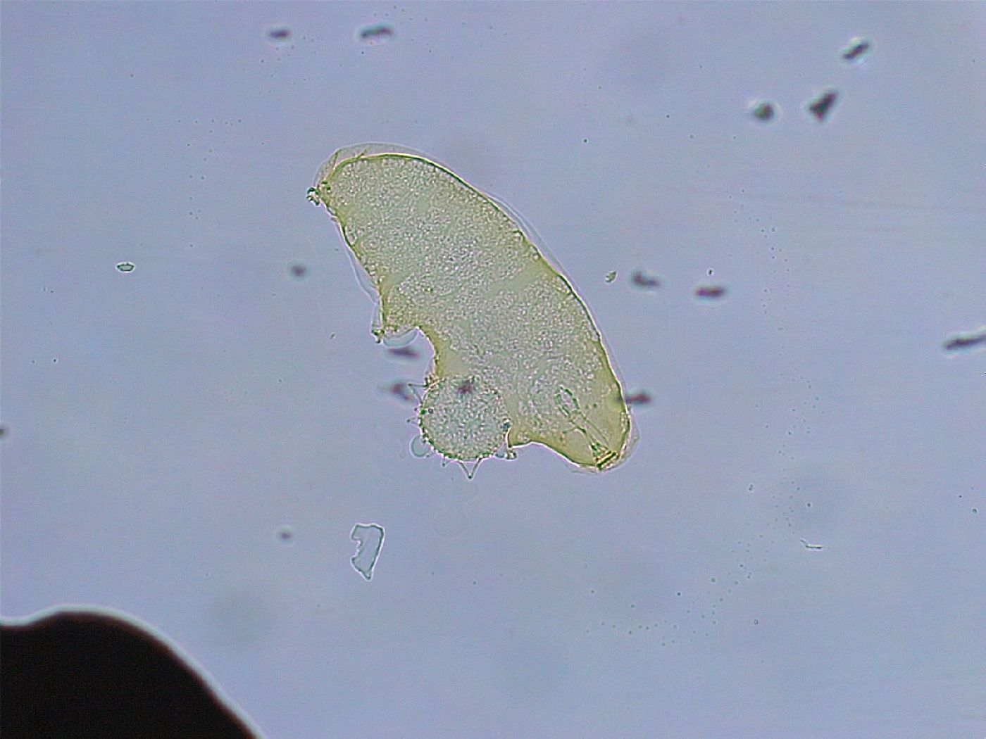 Macrobiotus grandis image