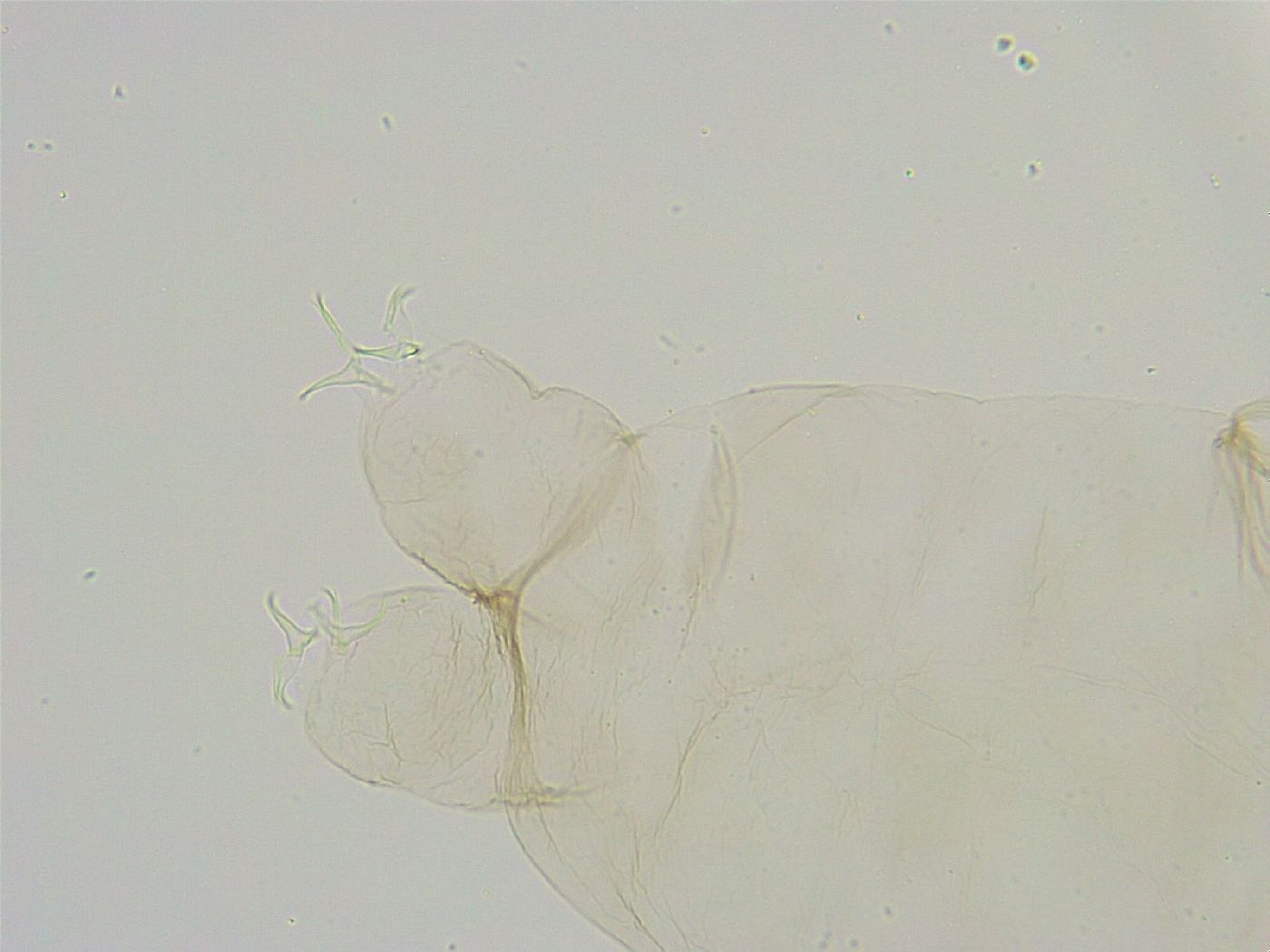 Thulinius saltursus image