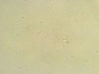 Thulinius saltursus image
