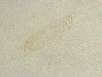 Thulinius saltursus image