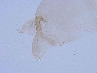 Thulinius saltursus image