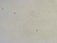 Thulinius saltursus image