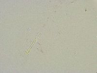 Thulinius saltursus image