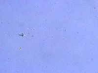 Thulinius saltursus image