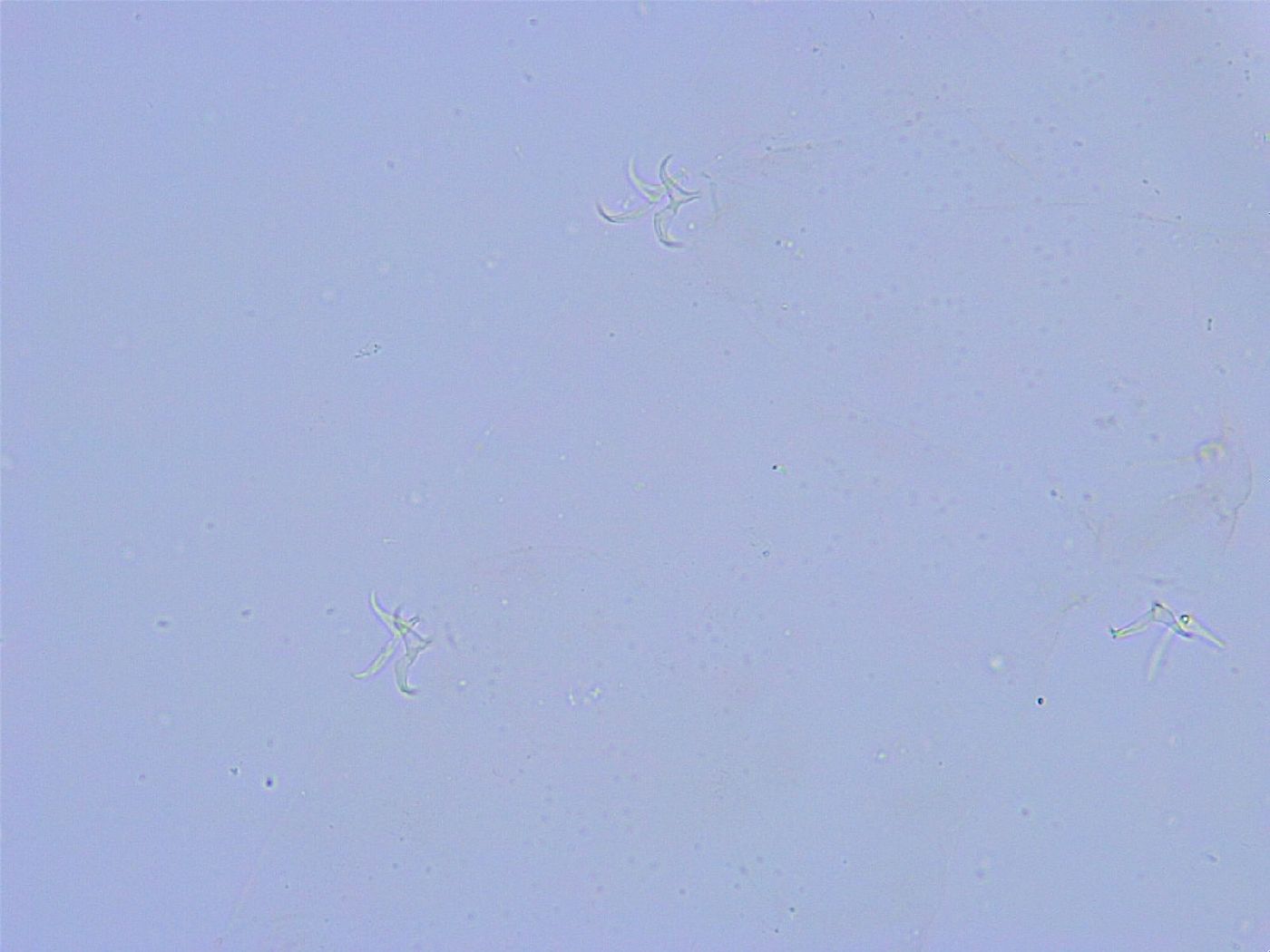Thulinius saltursus image