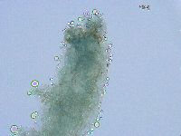 Thulinius saltursus image