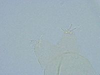 Thulinius saltursus image