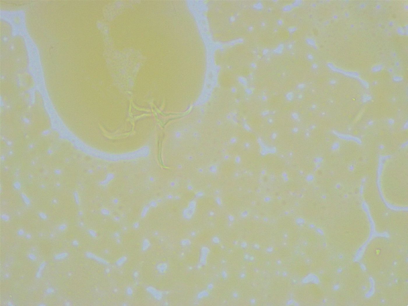 Thulinius saltursus image