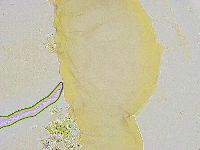 Thulinius saltursus image