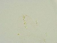Thulinius saltursus image