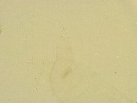 Thulinius saltursus image