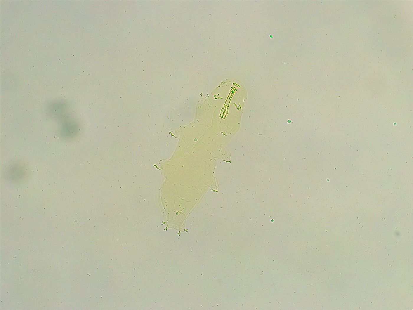 Paramacrobiotus areolatus image