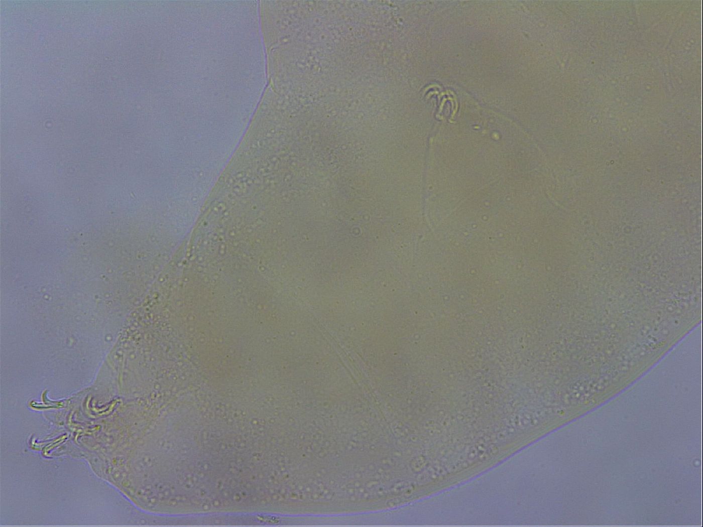 Paramacrobiotus areolatus image