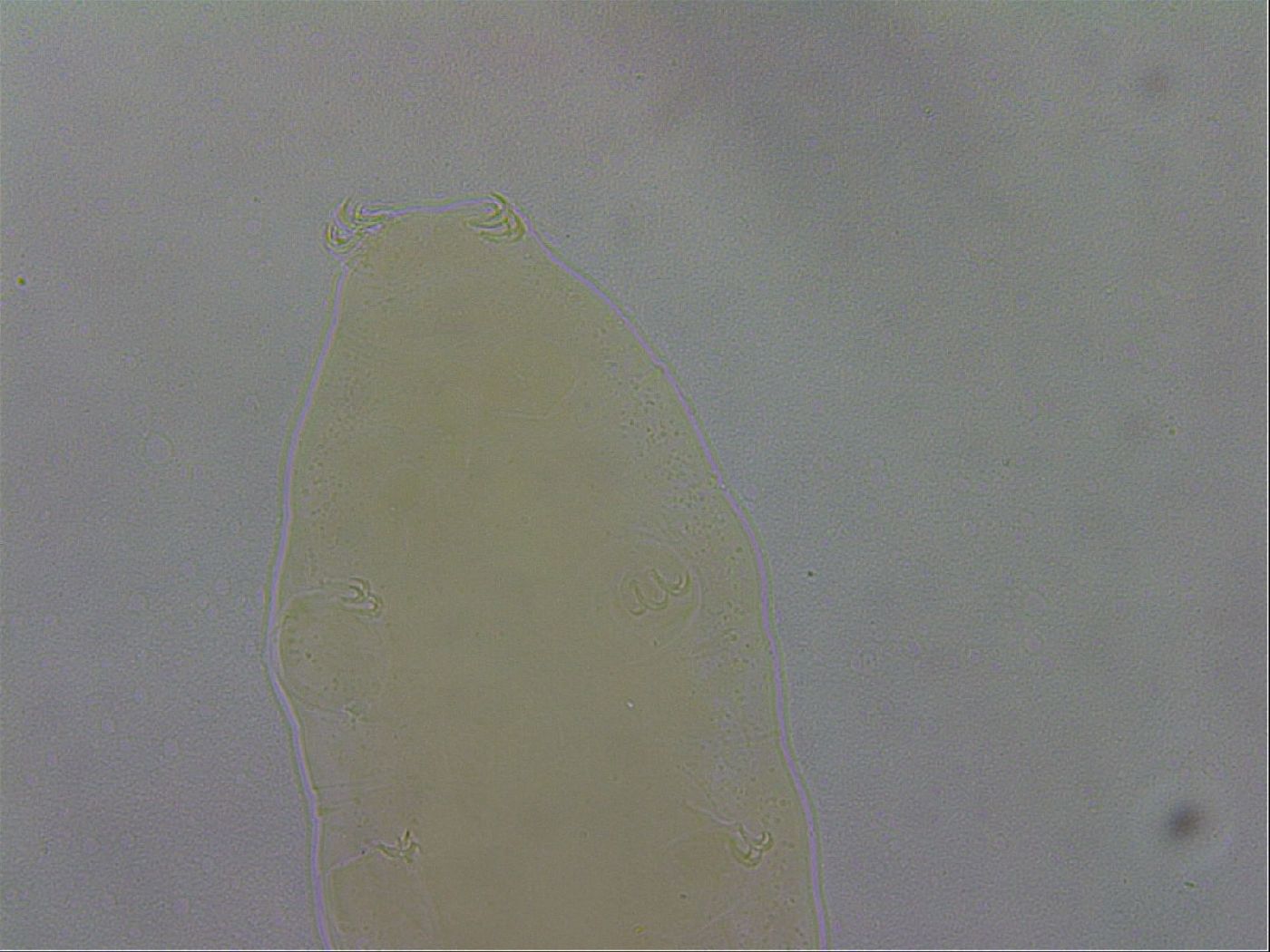 Paramacrobiotus image
