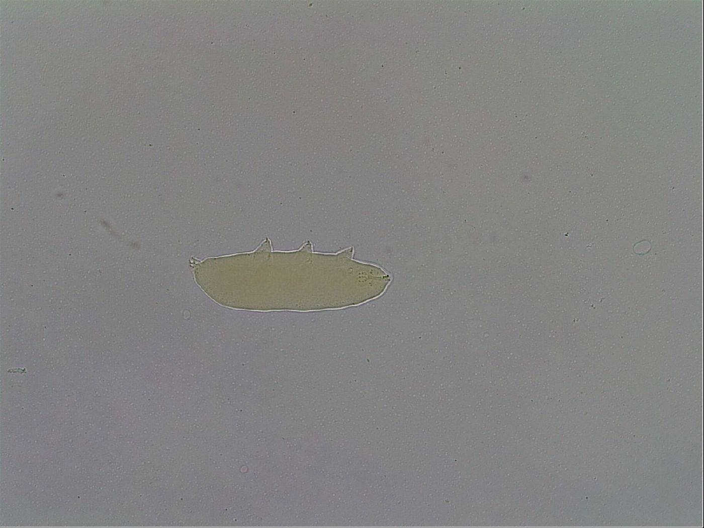 Paramacrobiotus areolatus image