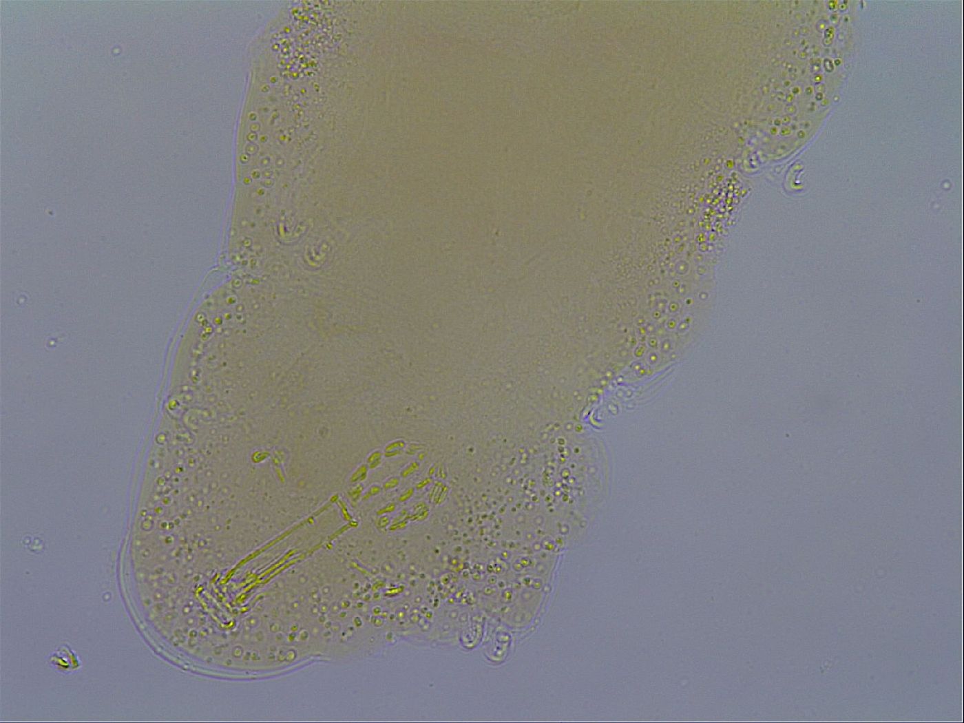 Paramacrobiotus areolatus image
