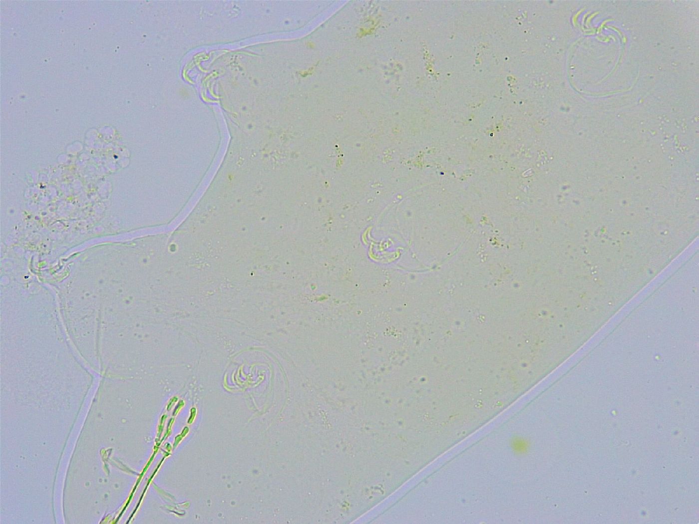 Dactylobiotus dispar image