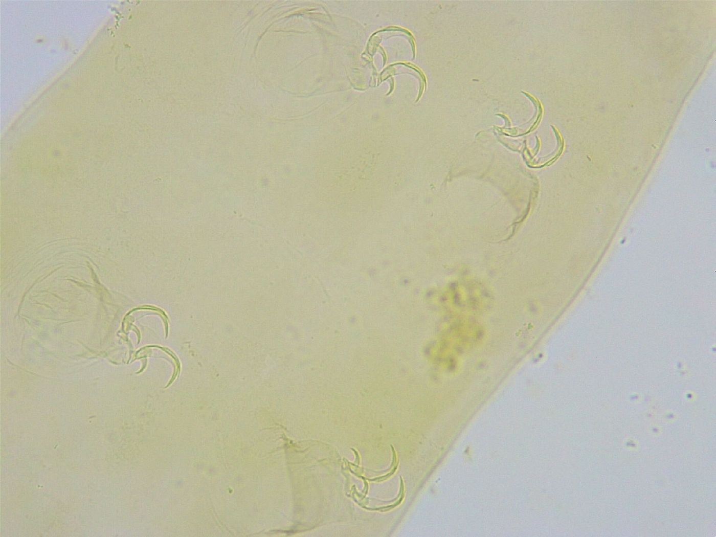 Dactylobiotus dispar image