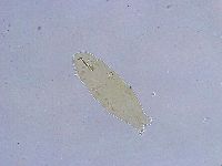 Dactylobiotus dispar image