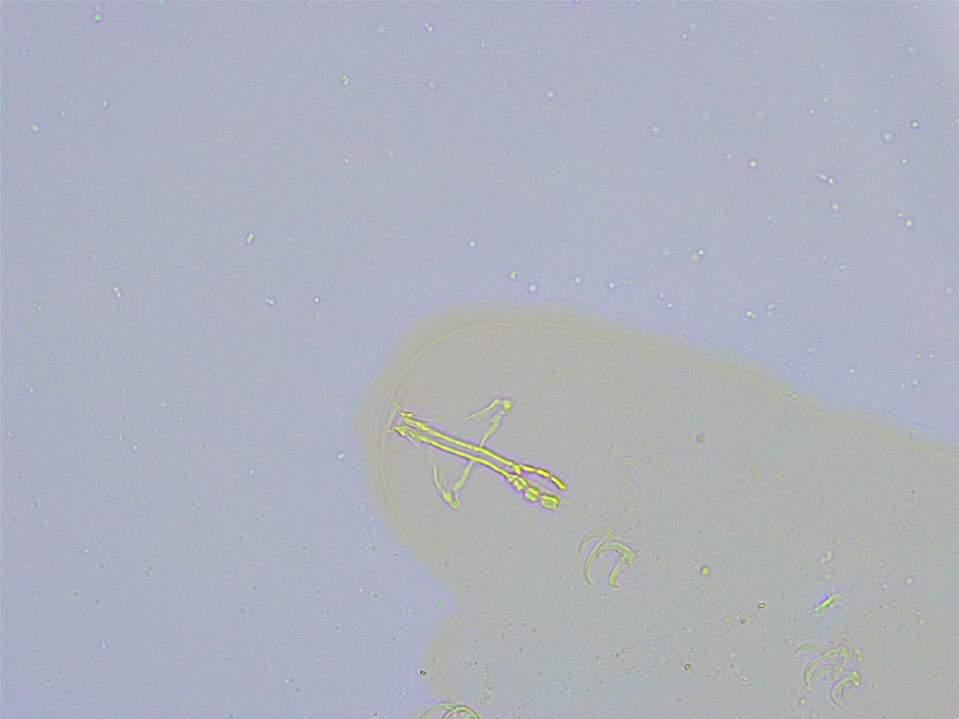 Dactylobiotus macronyx image