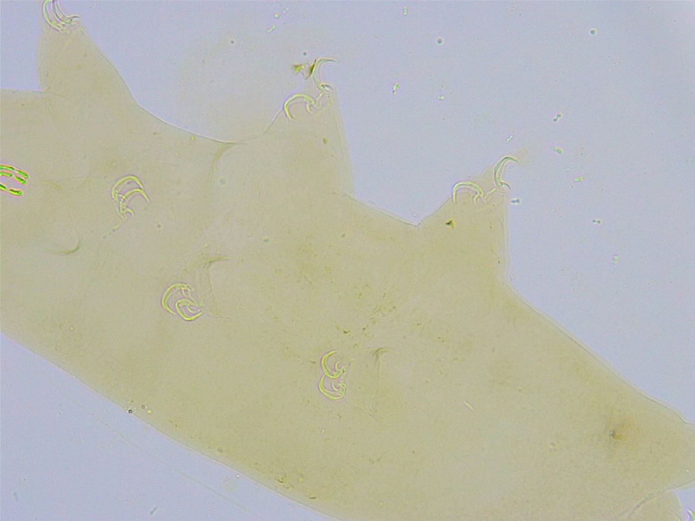 Dactylobiotus dispar image