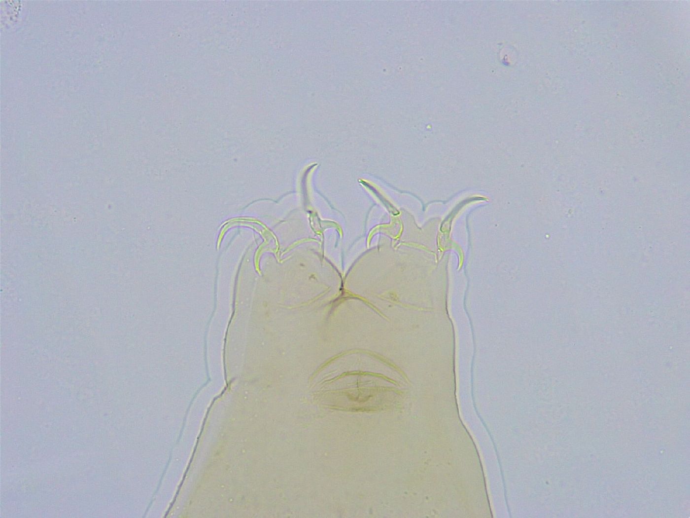 Dactylobiotus dispar image
